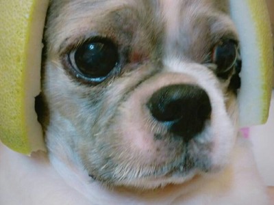 模特兒、主持促銷相簿