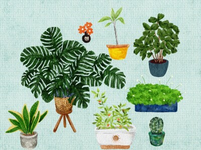 植物花卉插畫Floral Illustration 