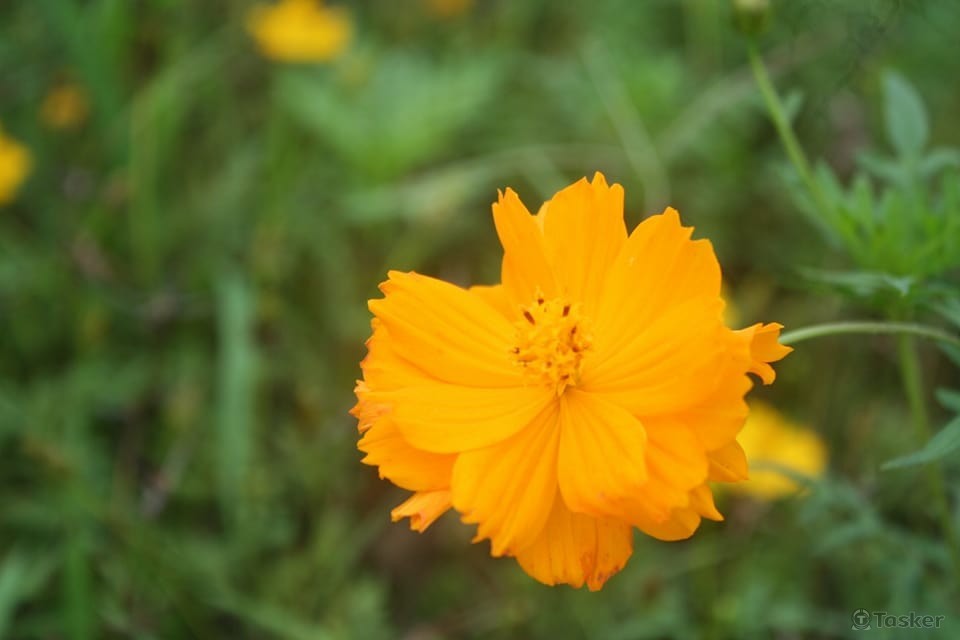 使用初階單眼拍攝