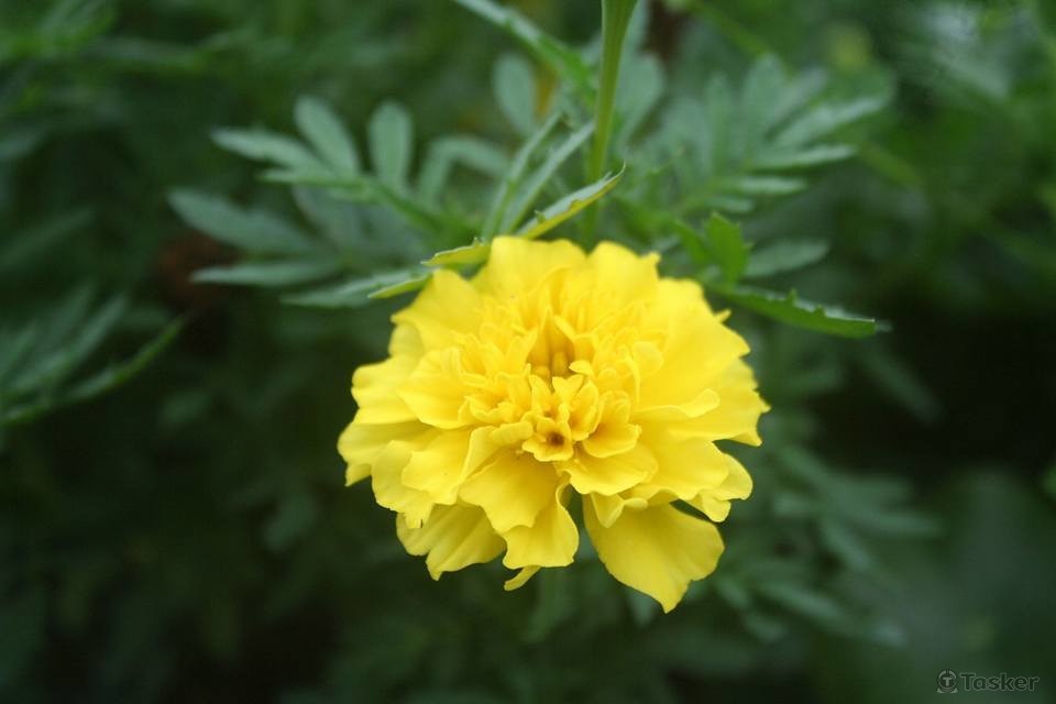 使用初階單眼拍攝