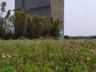 博美建設中壢區芭里段213地號案