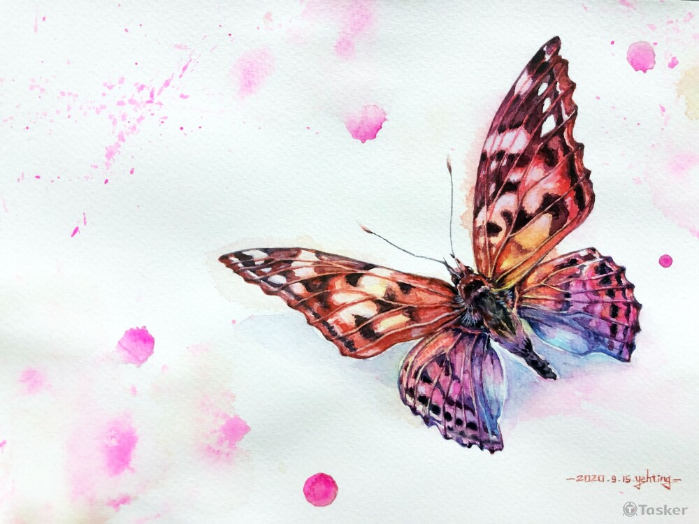水彩-蝶