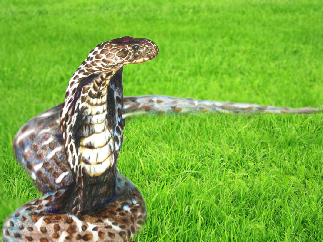 手繪眼鏡蛇＋背景合成