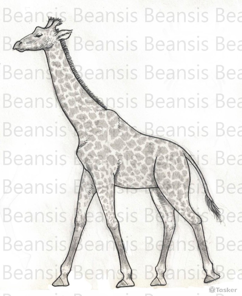 長頸鹿－灰階