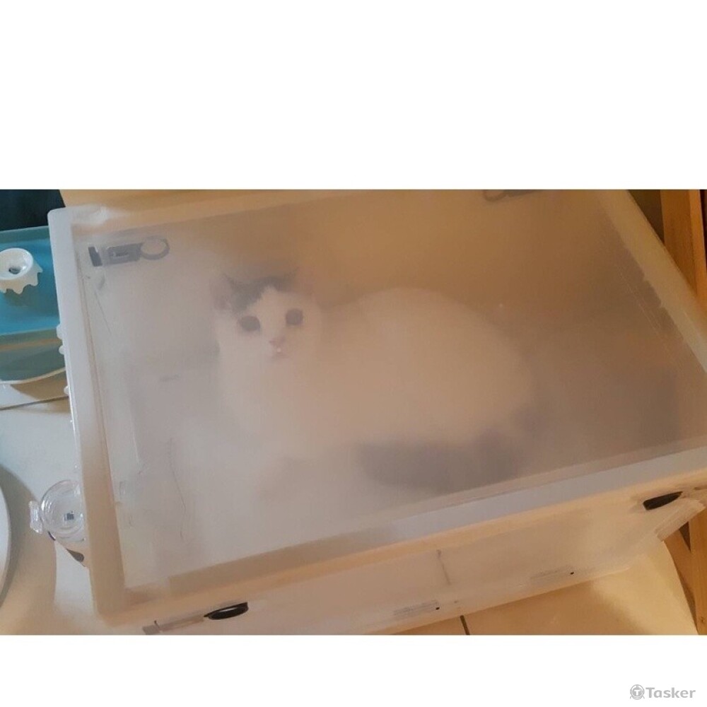 貓咪蒸氣治療中