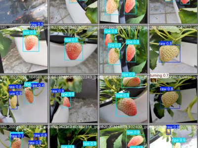 AI 草莓成熟度識別檢測系統