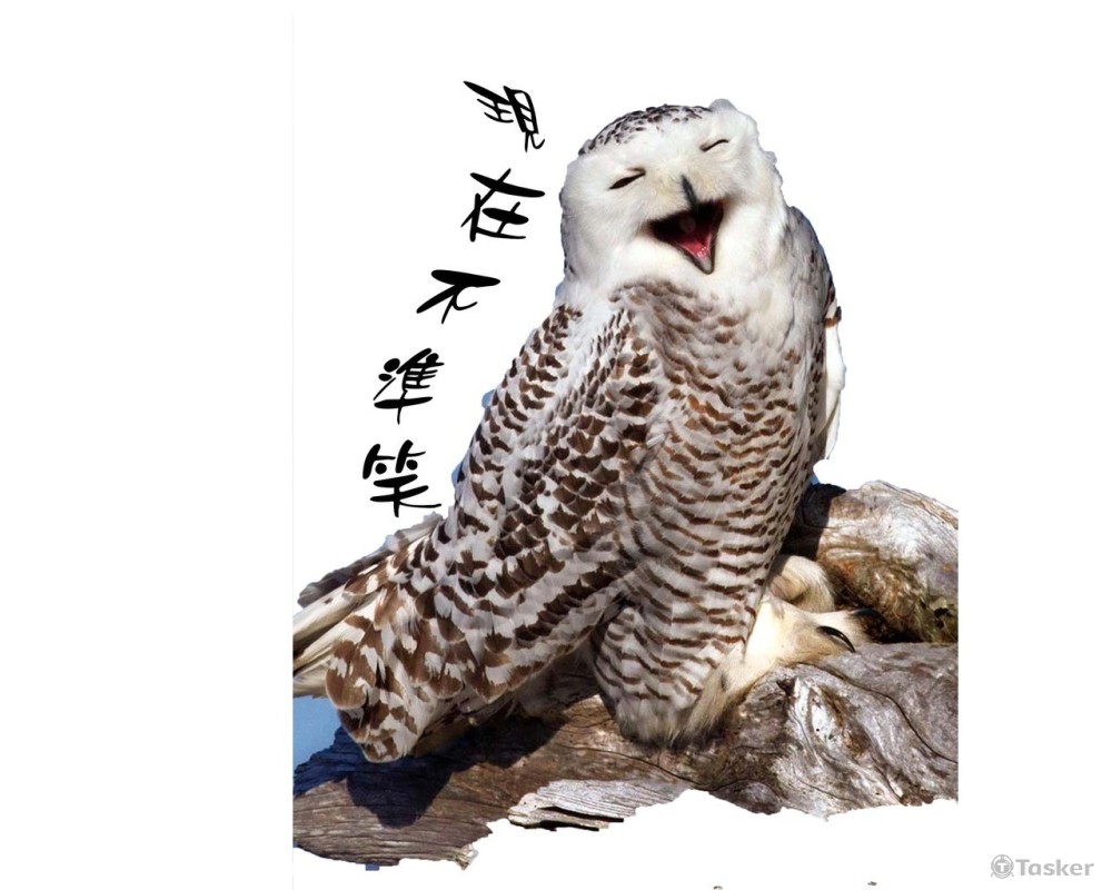 現在不準笑(競標作品)