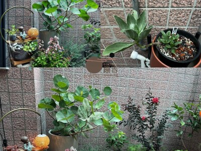 蹦吉_植物空間設計