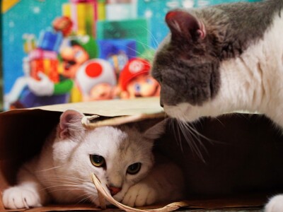 貓・攝影・生活