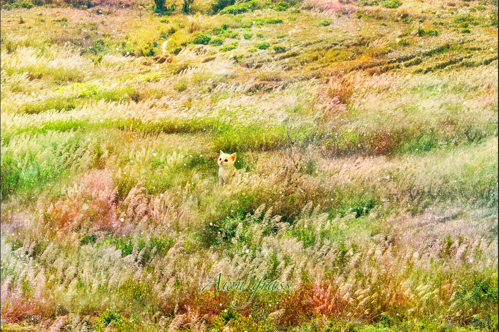 卡片設計 -芒草中的貓