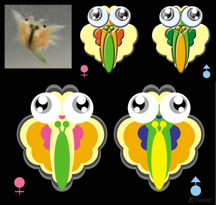 海洋天使復原精靈(競標作品)