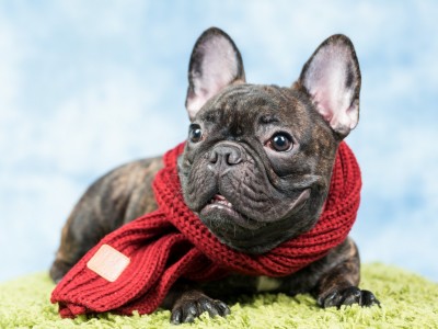 寵物攝影 毛小孩寫真