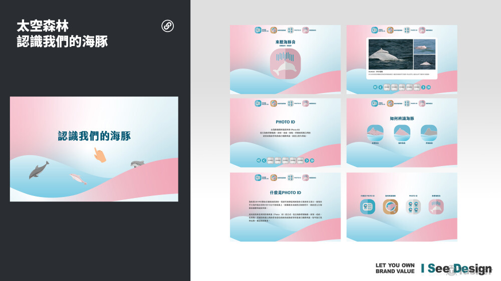 認識我們的海豚