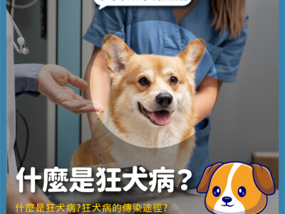 動物醫院Meta社群素材 