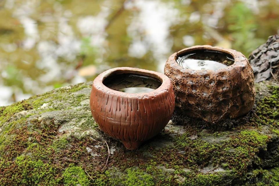 鳳林芳草古樹拍照作品