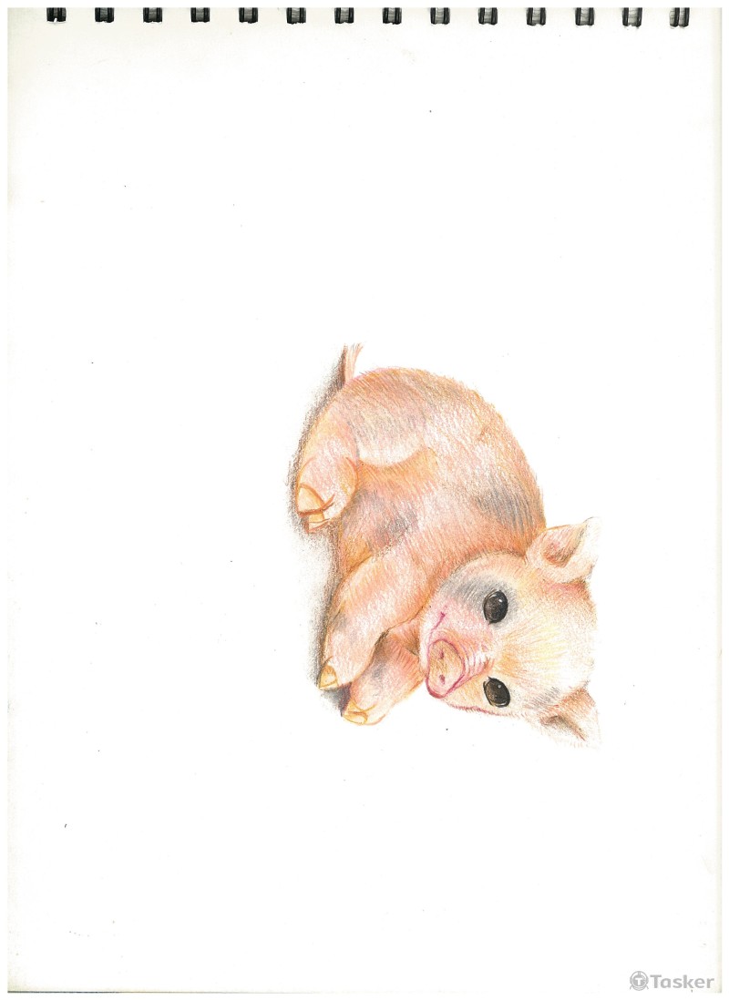 動物色鉛筆繪圖