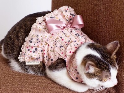 自創品牌中的作品