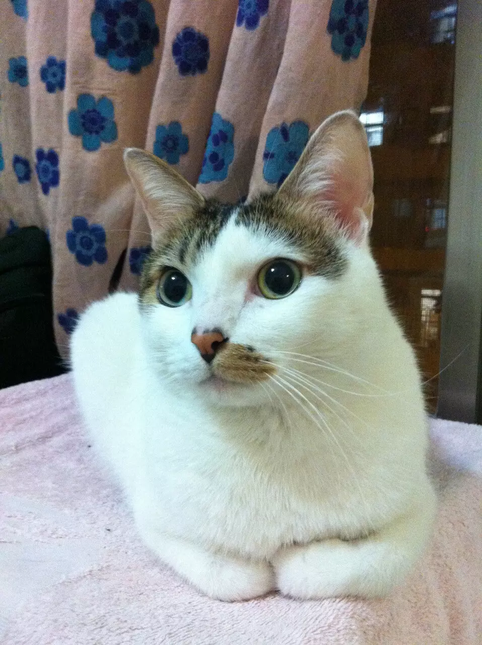 視頻SRT字幕檔製作