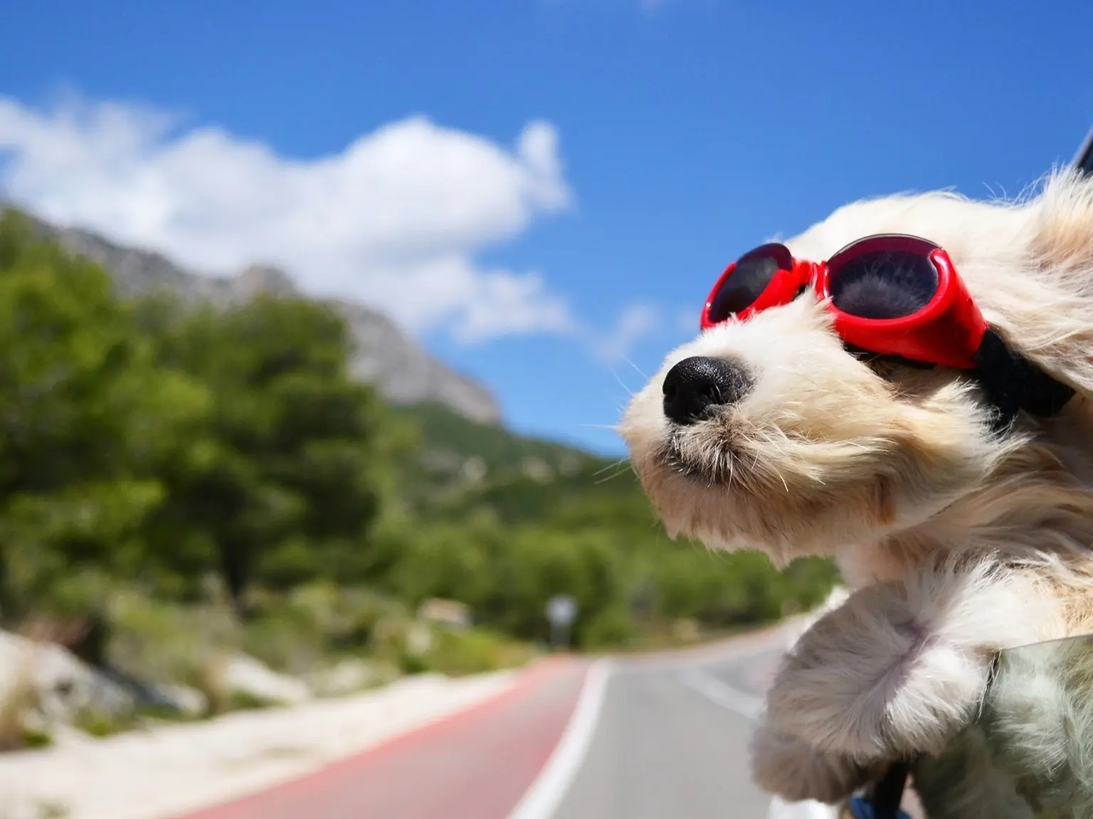 狗狗行為正向訓練(到府家教)