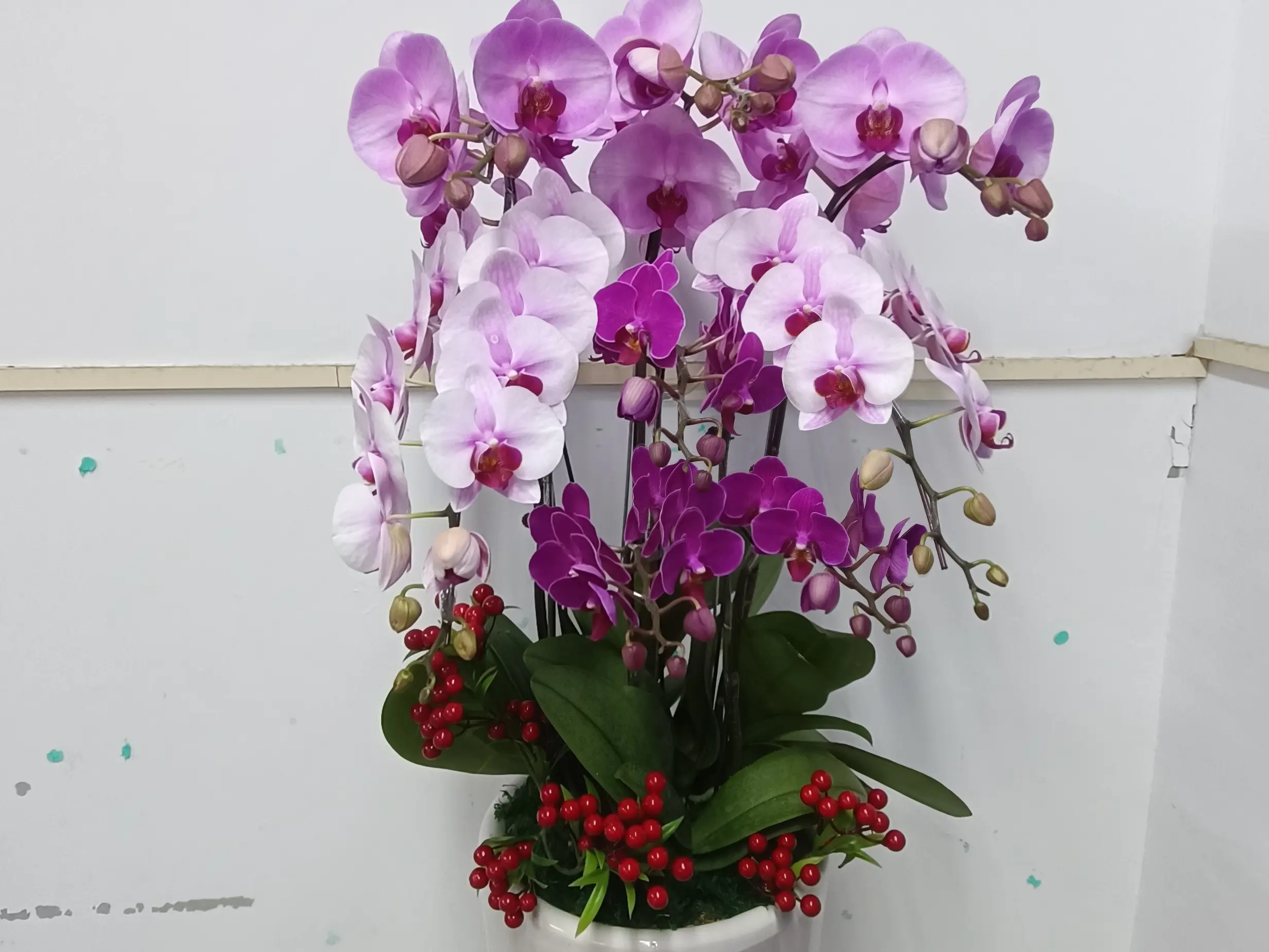 蘭花禮籃與栽植體驗